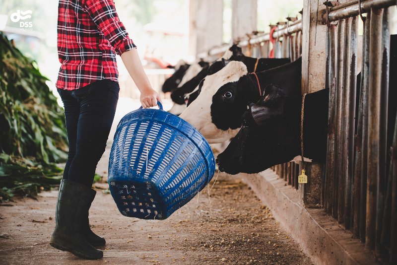 imagen blog Seguros DSS | Eres ganadero? Estos son los seguros imprescindibles para tu explotacin ganadera